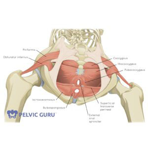 anatomical drawing of the pelvis and pelvic floor with individual muscles labeled