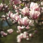 close up image of pink and white magnolia blossoms