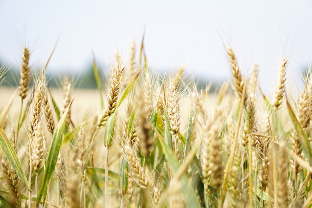 photo of wheat stalks under gray sky