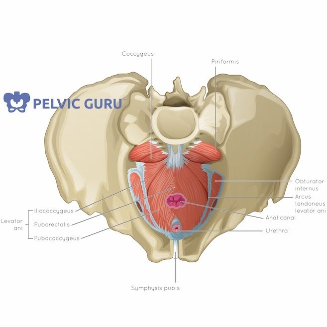 Illustration of a human pelvis and muscles of the pelvic floor